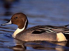 Pintail Drake